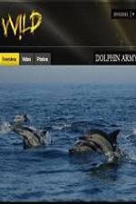Watch National Geographic Wild Dolphin Army Projectfreetv