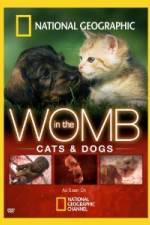 Watch National Geographic In The Womb Cats Projectfreetv
