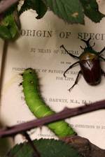 Watch Darwin's Struggle The Evolution of the Origin of Species Online Projectfreetv
