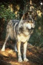 Watch National Geographic Wild - Inside the Wolf Pack Projectfreetv