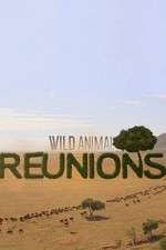 Watch Wild Animal Reunions Projectfreetv