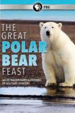 Watch The Great Polar Bear Feast Projectfreetv