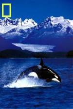 Watch National Geographic Killer Whales Of The Fjord Projectfreetv
