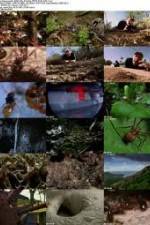 Watch National Geographic Wild - City Of Ants Projectfreetv