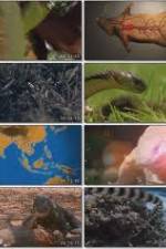 Watch National Geographic Wild : Deadliest Animals Asia Pacific Projectfreetv