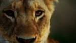 Watch Malika the Lion Queen Projectfreetv