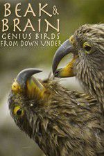 Watch Beak & Brain - Genius Birds from Down Under Projectfreetv