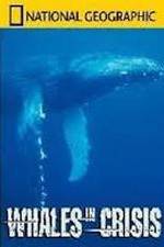 Watch National Geographic: Whales in Crisis Projectfreetv