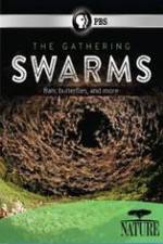 Watch Nature The Gathering Swarms Projectfreetv