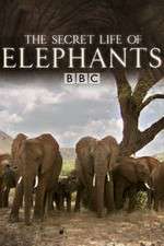 Watch The Secret Life of Elephants Projectfreetv