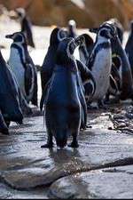 Watch Meet the Penguins Projectfreetv