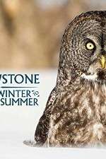 yellowstone wildest winter to blazing summer tv poster