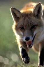 fox wars tv poster