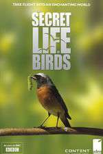 Watch Iolo's Secret Life of Birds Projectfreetv