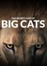 Watch The Secret Lives of Big Cats Projectfreetv