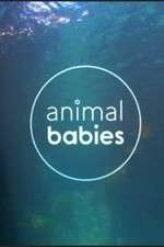 animal babies tv poster