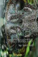 Watch Insect Dissection How Insects Work Projectfreetv