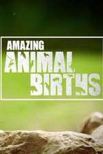 Watch Amazing Animal Births Projectfreetv
