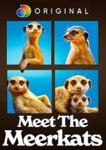Watch Projectfreetv Meet the Meerkats Online