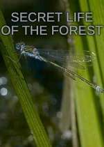 Watch Secret Life of the Forest Projectfreetv
